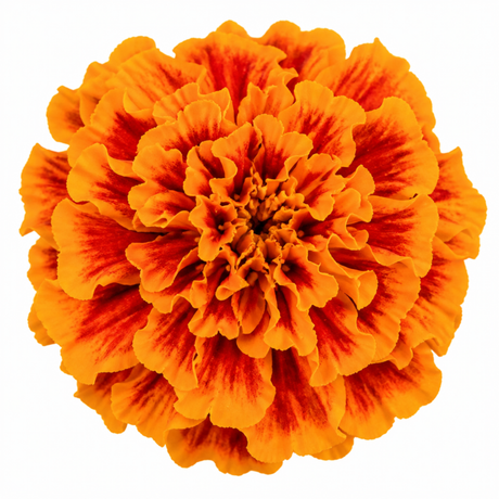Further views of French Marigold 'Durango Tangerine' garden ready plant in a 2L pot at Cedar Nursery, Cobham, Surrey.