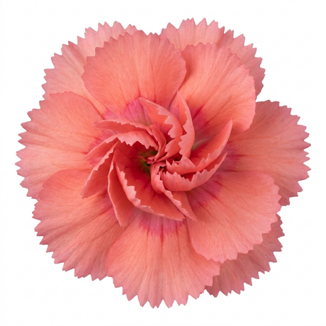 Dianthus 'Sugar Coral' cottage pink perennial with clumping green-grey foliage and dainty blooms.
