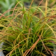 Carex testacea 'Prairie Fire', an ornamental grass with fine arching blades in warm orange, bronze and olive-green tones.