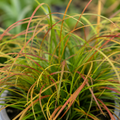 Carex testacea 'Prairie Fire', an ornamental grass with fine arching blades in warm orange, bronze and olive-green tones.
