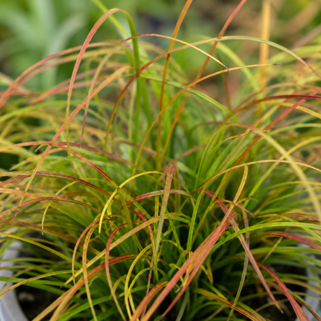 Carex testacea 'Prairie Fire', an ornamental grass with fine arching blades in warm orange, bronze and olive-green tones.