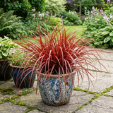 Further views of Uncinia rubra 'Everflame' showing its foliage and 2L pot at Cedar Nursery.