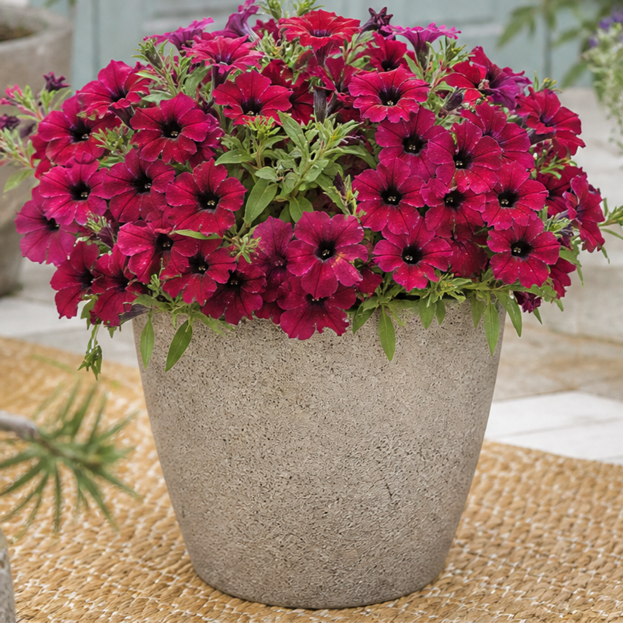 Further views of Petunia 'Cascadias Rim Cherry' (Petunia Rimarkable Cherry) large plant in a 2L pot.