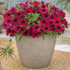 Further views of Petunia 'Cascadias Rim Cherry' (Petunia Rimarkable Cherry) large plant in a 2L pot.