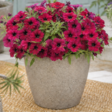 Further views of Petunia 'Cascadias Rim Cherry' (Petunia Rimarkable Cherry) large plant in a 2L pot.