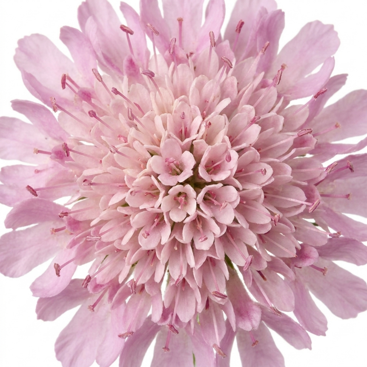 Scabiosa columbaria 'Pink Mist' with pincushion blooms on wiry stems rising over neat foliage, a classic cottage garden perennial.