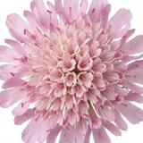 Scabiosa columbaria 'Pink Mist' with pincushion blooms on wiry stems rising over neat foliage, a classic cottage garden perennial.