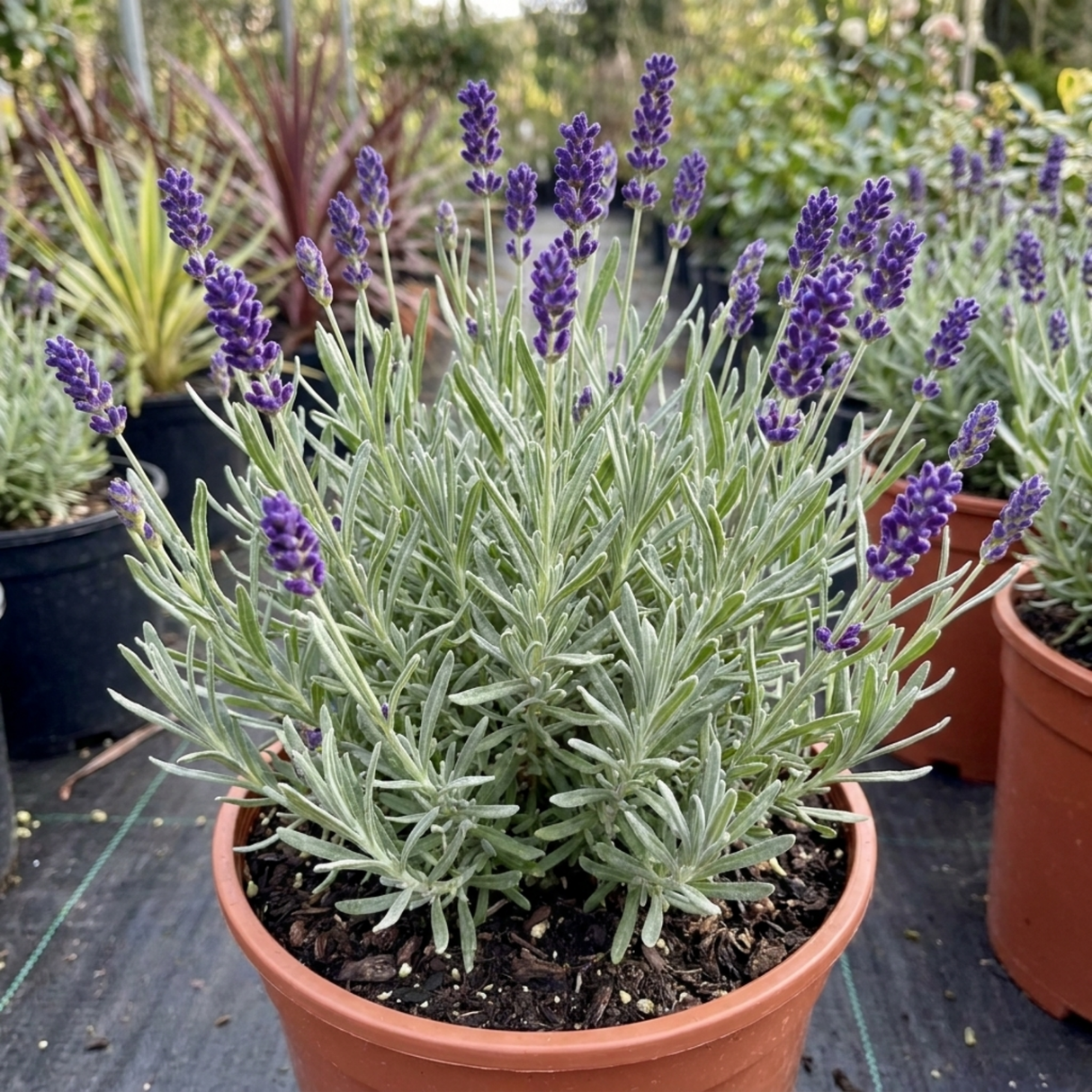 Lavandula angustifolia 'Hidcote Dark Blue' with deep-toned flower spikes rising above slender grey-green foliage in a rounded, bushy form.