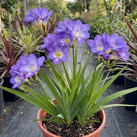 Freesia 'Delta River' with slender upright flower stems and funnel-shaped blooms above narrow, sword-like green foliage.