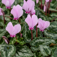 Cyclamen hederifolium, an autumn-flowering hardy cyclamen with delicate upswept blooms above ivy-shaped leaves.