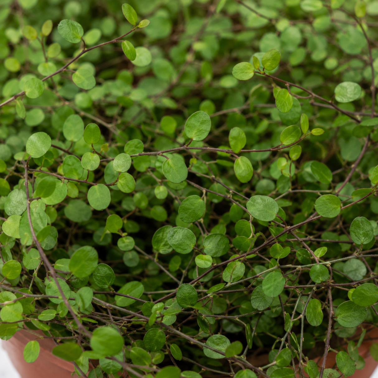 Muehlenbeckia complexa green wire vine with slender wiry stems and small rounded green leaves