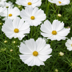 Cosmos bipinnatus 'Apollo White' from Cedar Nursery, Cobham