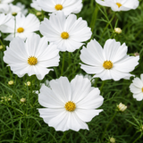 Cosmos bipinnatus 'Apollo White' from Cedar Nursery, Cobham