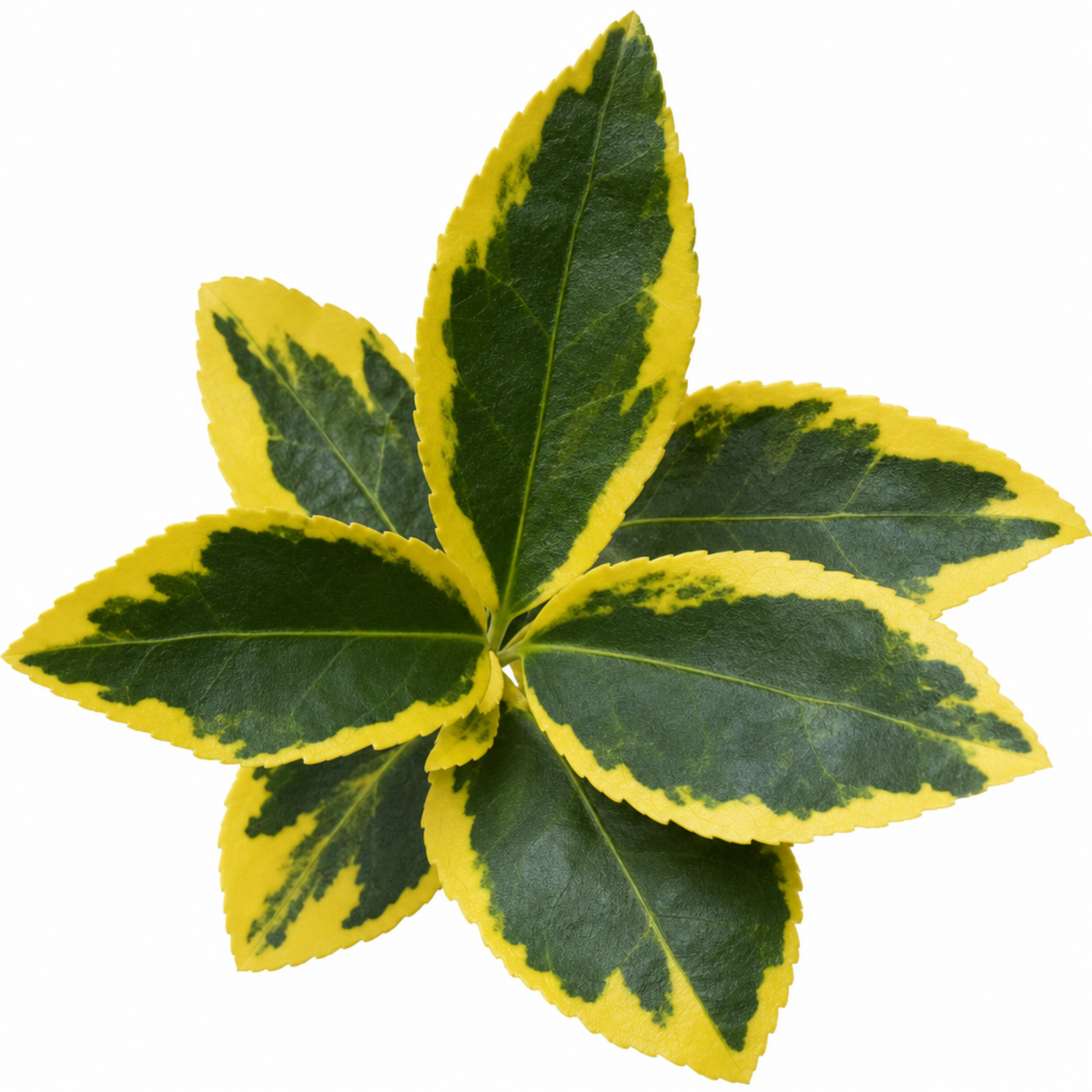 Variegated foliage of Euonymus japonicus 'Aureomarginatus', a large plant supplied in a 2L pot, ready to plant.