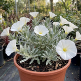 Convolvulus cneorum, an evergreen Silver Bush shrub with silky silvery-grey foliage and white flowers.