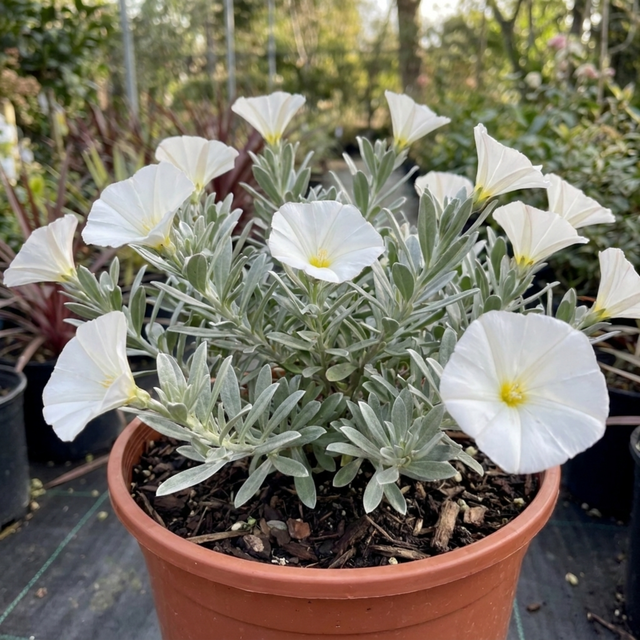 Convolvulus cneorum, an evergreen Silver Bush shrub with silky silvery-grey foliage and white flowers.