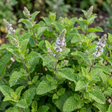 Mentha spicata var. crispa 'Moroccan' Garden Mint with upright stems and crinkled bright green leaves.