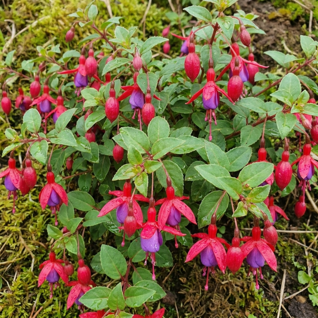 Fuchsia 'Tom Thumb' large plant in a 1L rootball, ready to plant in the garden, from Cedar Nursery in Cobham, Surrey.