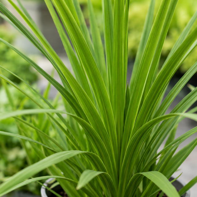 Cordyline australis with a fountain of long, narrow sword-shaped green leaves radiating from a central crown.
