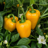 Sweet Pepper 'Snack Yellow' F1 live plant supplied in a 2 litre root ball, ready for patio or garden growing.