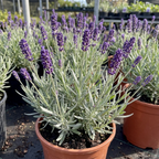 Lavandula angustifolia 'Essence Purple' with slender flower spikes rising above narrow grey-green foliage.