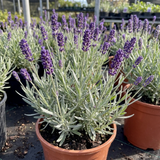Lavandula angustifolia 'Essence Purple' with slender flower spikes rising above narrow grey-green foliage.