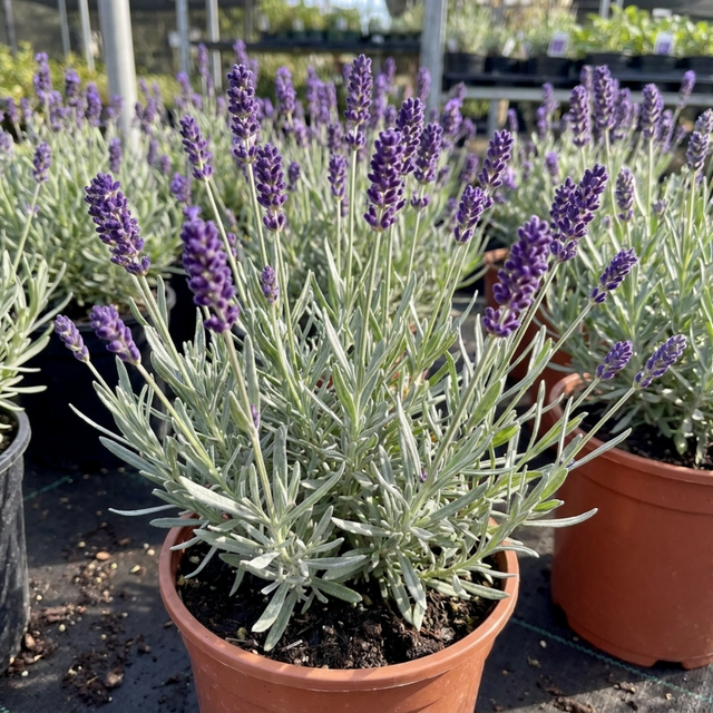 Lavandula angustifolia 'Essence Purple' with slender flower spikes rising above narrow grey-green foliage.