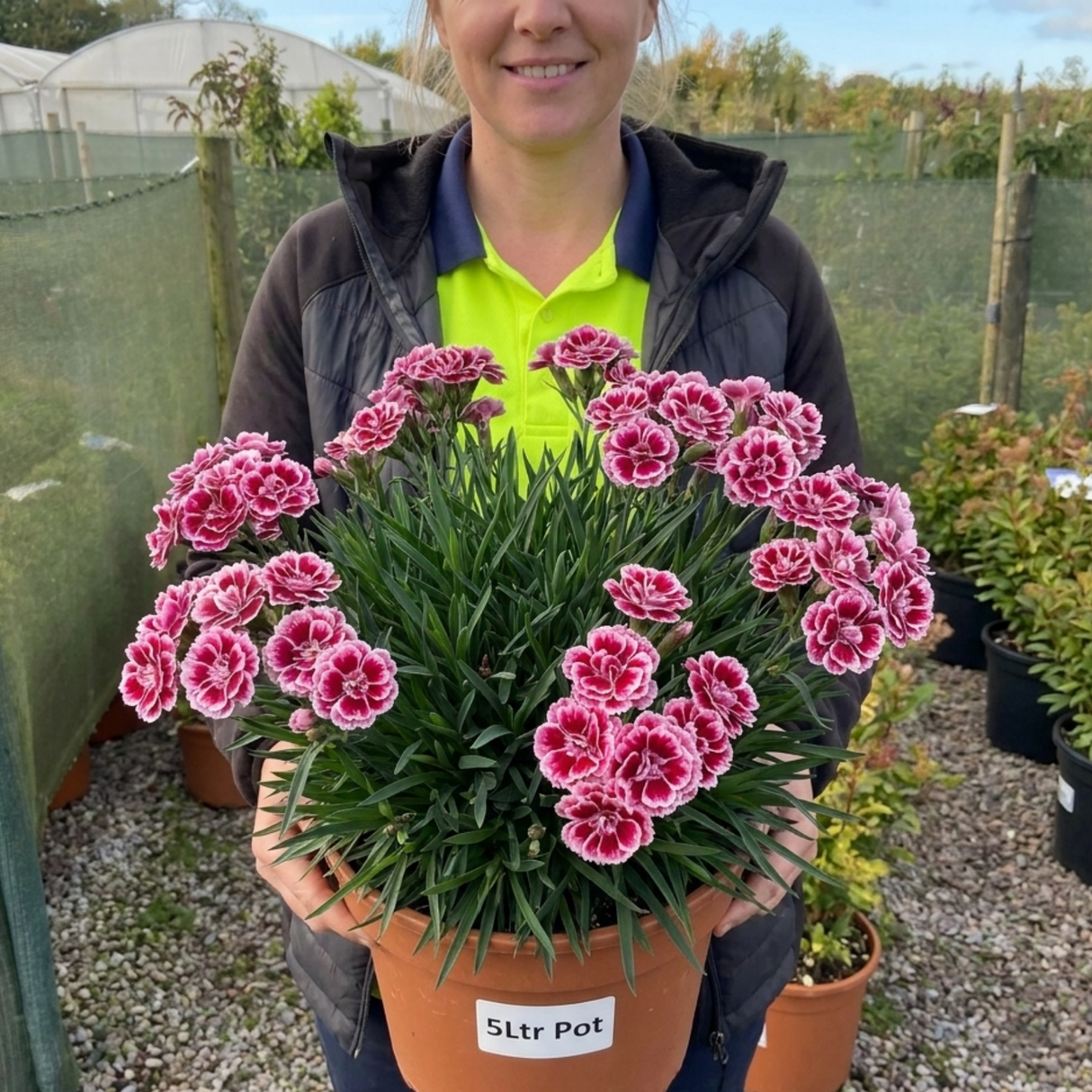Dianthus Raspberry Sundae ='Devon Yolande' cottage pink perennial with narrow grey-green leaves forming a low clump.