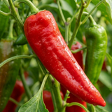 Sweet Pepper 'Thor' F1 live garden-ready plant supplied in a 2Ltr root ball at Cedar Nursery.