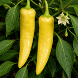 Capsicum annuum 'Hungarian Hot Wax' chilli plant, outdoor garden ready, supplied with a 2-litre root ball at Cedar Nursery.