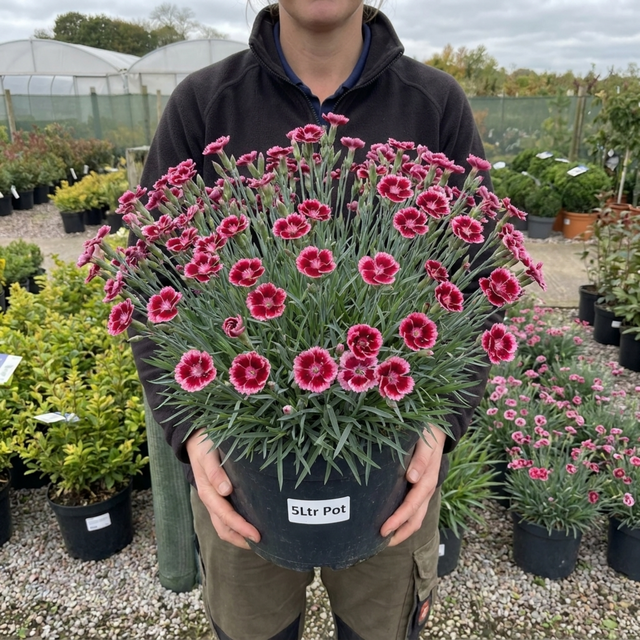 Dianthus Cherry Daiquiri ='Wp15 Pie42' perennial in flower