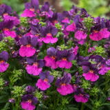 Nemesia 'Lady Lisa', a large plant in a 5L pot, ready to plant in the garden.