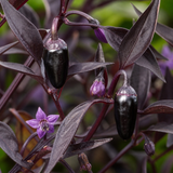Capsicum annuum 'Zimbabwe Black' (Chilli) from Cedar Nursery, Cobham