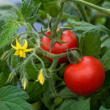 Tomato 'Summerlast' F1 plant supplied in a 2Ltr root-ball, ready for the garden, at Cedar Nursery.