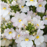 Nemesia 'Lady Mary' large plant in a 5L pot, ready to plant in the garden.