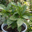 Aucuba 'Golden King' shrub with glossy green leaves boldly speckled and splashed with golden yellow variegation.