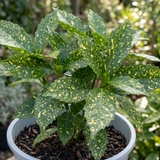 Aucuba 'Golden King' shrub with glossy green leaves boldly speckled and splashed with golden yellow variegation.