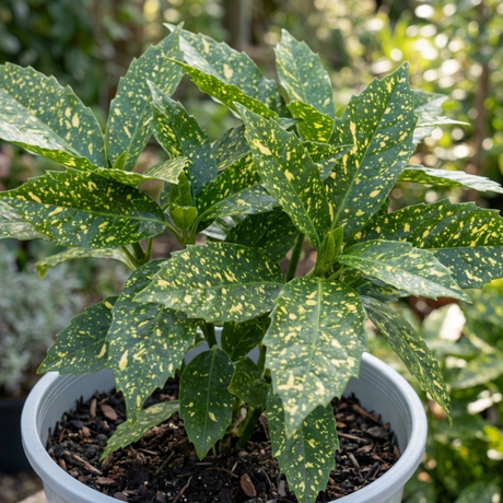 Aucuba 'Golden King' shrub with glossy green leaves boldly speckled and splashed with golden yellow variegation.