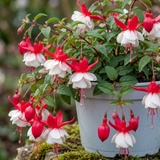 Trailing Fuchsia 'Sir Matt Busby' with double red and white blooms, a summer bedding plant