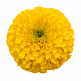 Further views of French Marigold 'Durango Yellow' large plant in a 2L pot at Cedar Nursery, Cobham, Surrey
