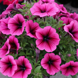 Petunia 'Sanguna Mega Pink Vein', a large garden-ready outdoor plant in a 2L pot at Cedar Nursery.