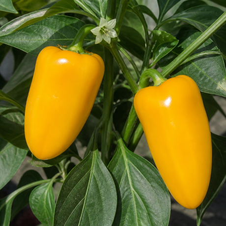 Sweet Pepper 'Astor' F1, a garden-ready yellow conical sweet pepper plant in a 2 litre root ball.