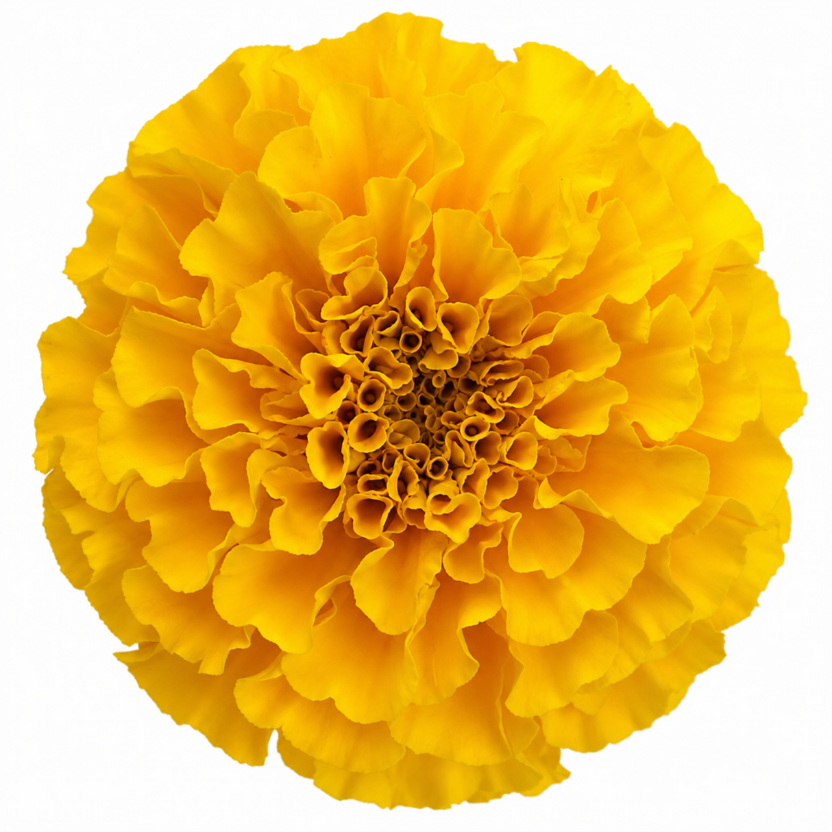 African Marigold 'Taishan Yellow' large outdoor plant shown from further angles in its 2L pot.
