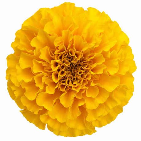 African Marigold 'Taishan Yellow' large outdoor plant shown from further angles in its 2L pot.