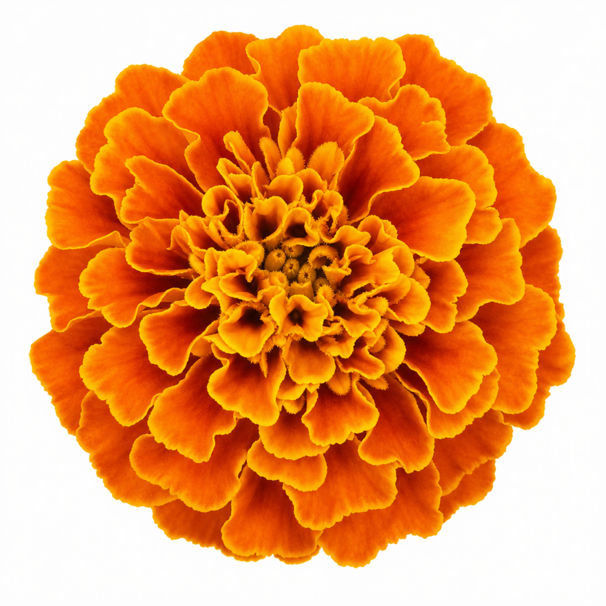 Further views of African Marigold 'Taishan Orange', a large outdoor garden-ready plant supplied in a 2L pot.
