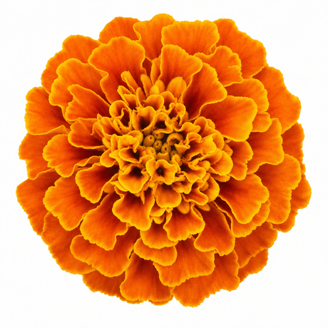 Further views of African Marigold 'Taishan Orange', a large outdoor garden-ready plant supplied in a 2L pot.