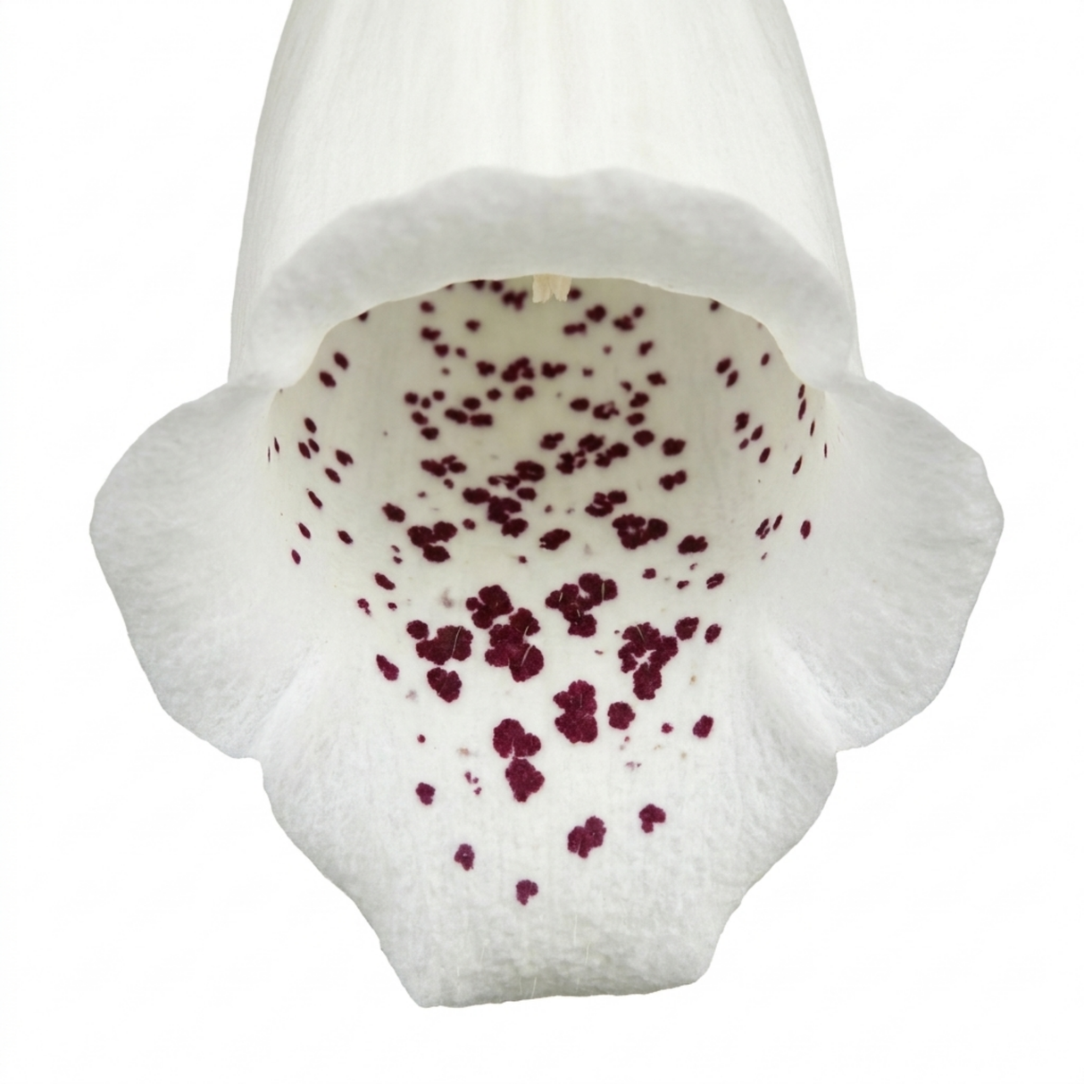 Digitalis 'Hanabee White' bearing upright stems of pure white bell-shaped flowers above evergreen leaves