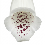 Digitalis 'Hanabee White' bearing upright stems of pure white bell-shaped flowers above evergreen leaves