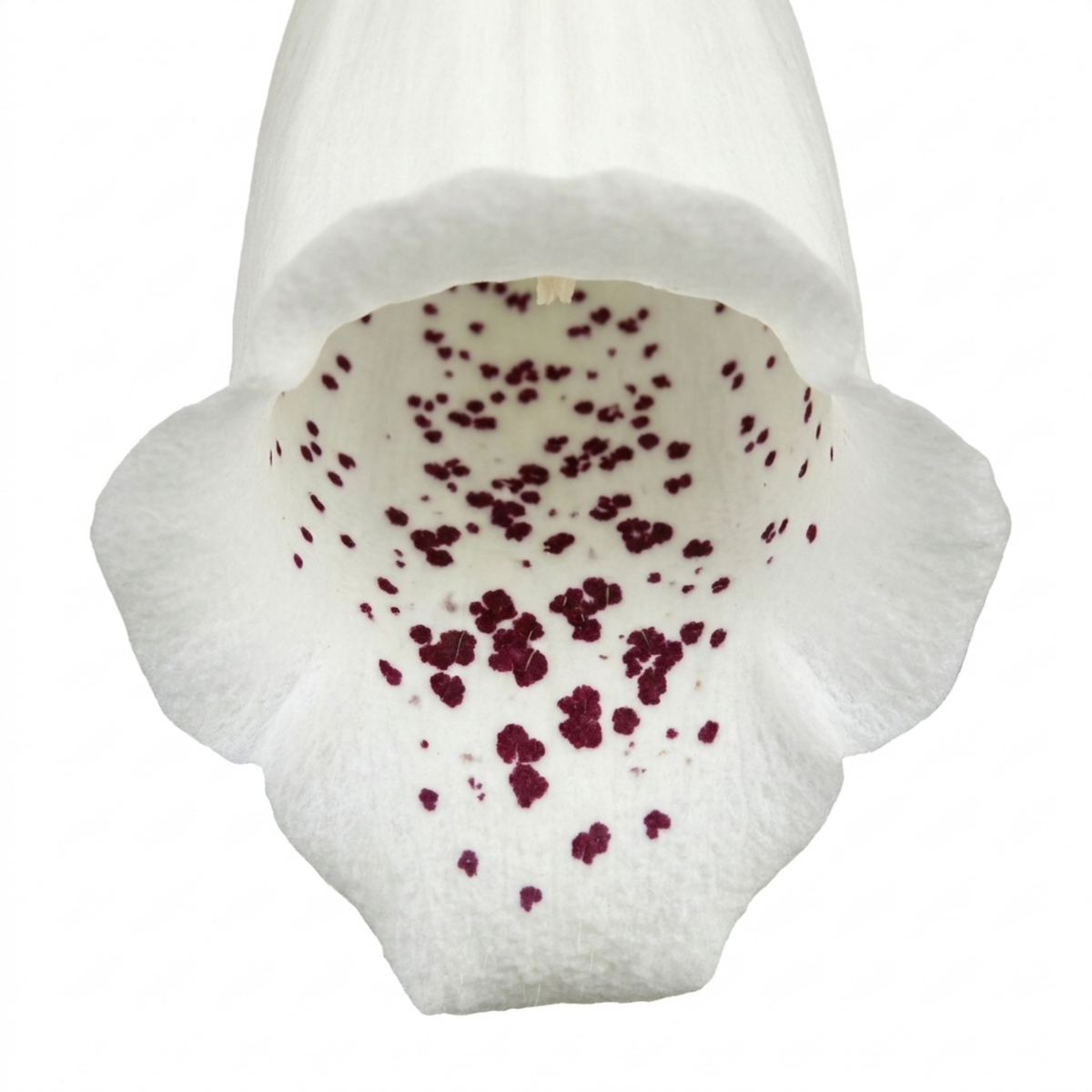 Digitalis 'Hanabee White' bearing upright stems of pure white bell-shaped flowers above evergreen leaves