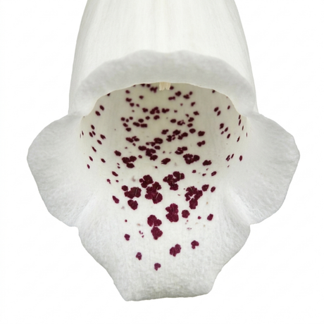 Digitalis 'Hanabee White' bearing upright stems of pure white bell-shaped flowers above evergreen leaves